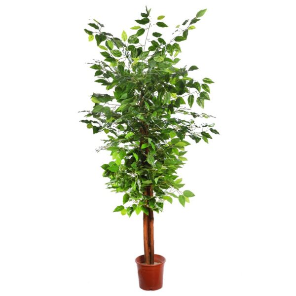 Y0405.10X24_0 FICUS ARTIFICIAL ARBOL 145CM - Imagen 1
