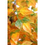 ARBOL RAMAS OTOÑO 190CM - Imagen 2