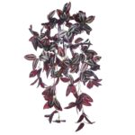 PLANTA COLGANTE TRADESCANTIA 50CM