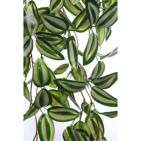 PLANTA COLGANTE TRADESCANTIA 50CM - Imagen 4