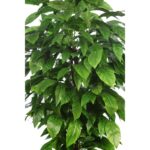 ARBOL ARTIFICIAL MANGO HOJA ANCHA 185CM - Imagen 3