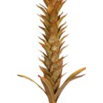 VARA GUZMANIA VINTAGE FOAM 124CM - Imagen 4