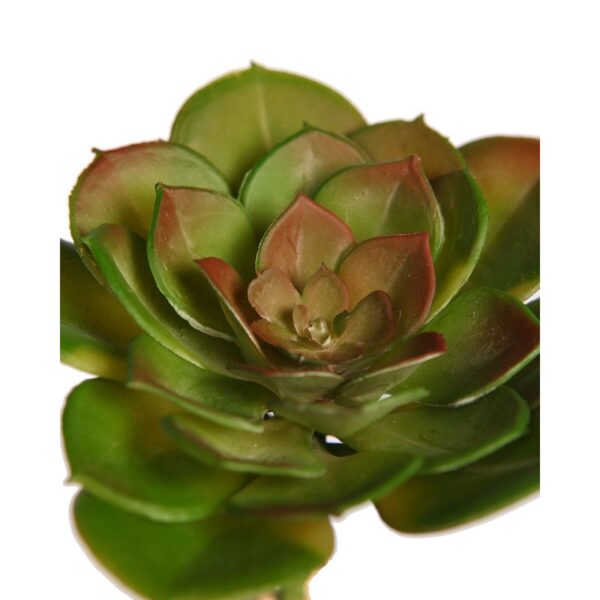 CRASA ECHEVERIA TESENSIS ARTIFICIAL 10CM - Imagen 2