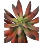 PLANTA CRASA ECHEVERIA HOOKERI ARTIFICIAL 17CM - Imagen 2