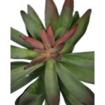 PLANTA CRASA ECHEVERIA HOOKERI ARTIFICIAL 17CM - Imagen 4