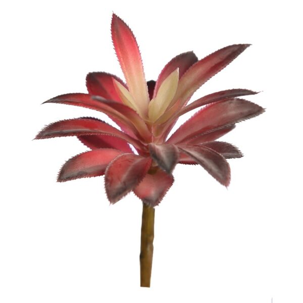 Y0632.03_0 CRASA ECHEVERIA HOOKERI 12CM - Imagen 1