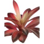 CRASA ECHEVERIA HOOKERI 12CM - Imagen 2