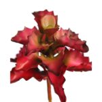 PLANTA SUCULENTA SHAVIANA ARTIFICIAL 14CM - Imagen 2