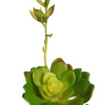 ECHEVERIA COLORATA BROTE ARTIFICIAL 14CM - Imagen 4