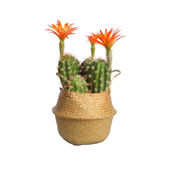 CUBREMACETA PALMITO 18CM - Imagen 6