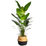 CUBREMACETA PALMITO 38CM - Imagen 2