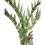 RAMAJE HELECHOSO ARTIFICIAL 90CM - Imagen 4