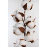 VARA ALGODON  54CM - Imagen 2