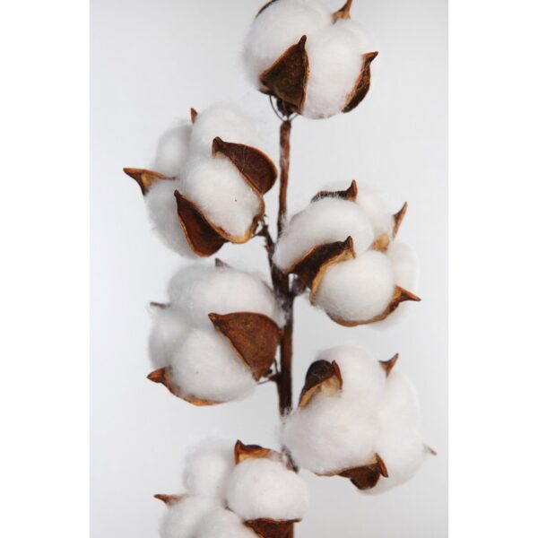 VARA ALGODON  54CM - Imagen 2