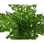 PLANTA CUERNO DE ARCE ARTIFICIAL EN MACETA - Imagen 2