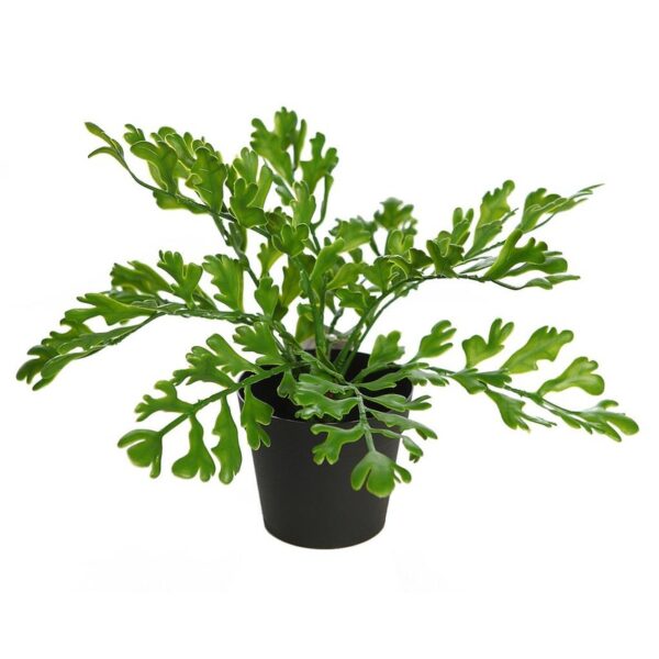 Y0783M_0 CUERNO DE ARCE EN MACETA 28CM - Imagen 1