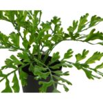 CUERNO DE ARCE EN MACETA 28CM - Imagen 2