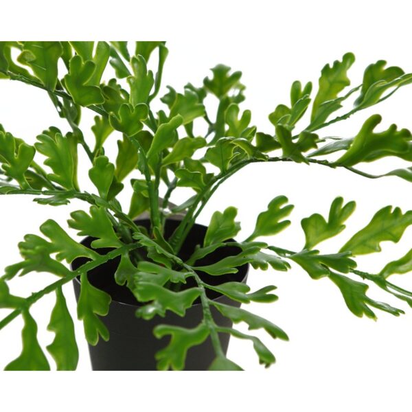 CUERNO DE ARCE EN MACETA 28CM - Imagen 2