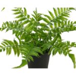PLANTA DE HELECHO EN MACETA 25CM - Imagen 2