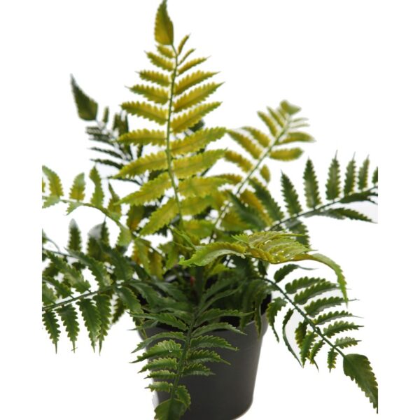 PLANTA DE HELECHO EN MACETA 25CM - Imagen 4