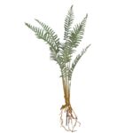 PLANTA DE HELECHO CON RAICES 60CM