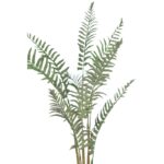 PLANTA DE HELECHO CON RAICES 60CM - Imagen 2