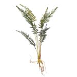 PLANTA DE HELECHO CON RAICES 60CM - Imagen 3