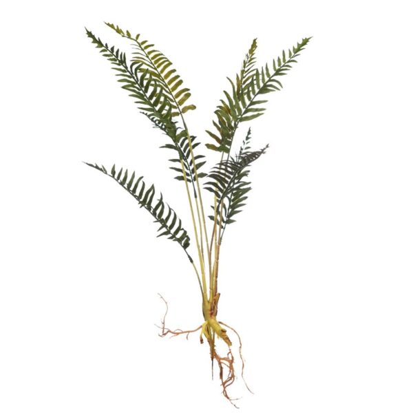 PLANTA DE HELECHO CON RAICES 60CM - Imagen 3