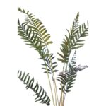 PLANTA DE HELECHO CON RAICES 60CM - Imagen 4