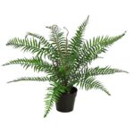 HELECHO BROTES EN MACETA 45CM