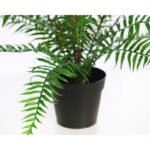 HELECHO BROTES EN MACETA 45CM - Imagen 3