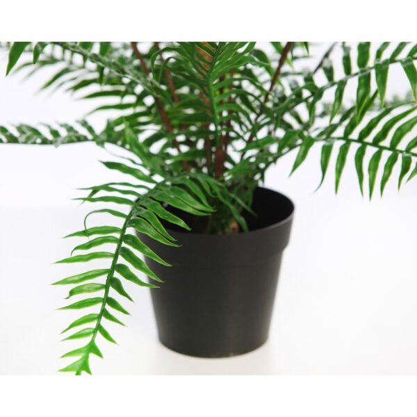 HELECHO BROTES EN MACETA 45CM - Imagen 3