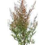 MATA HELECHOSA ARTIFICIAL 50CM - Imagen 2